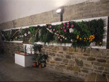 Mur végétal et plante stabilisée à Saint-Malo, Bretagne