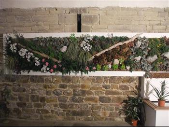 Mur végétal et plante stabilisée à Saint-Malo, Bretagne