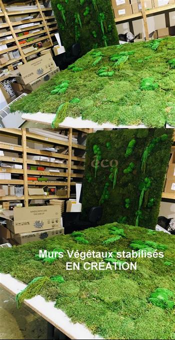 Mur végétal et plante stabilisée à Saint-Malo, Bretagne