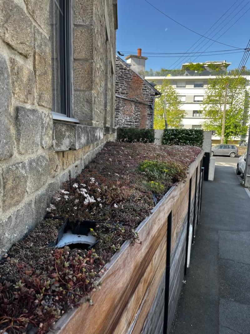 Murs vegetaux naturels plantes grimpantes chevrefeuille glycine jasmins hoa deco paysagisme succulentes plantes grasses toiture