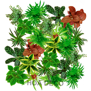 Mur végétal et plante stabilisée à Saint-Malo, Bretagne