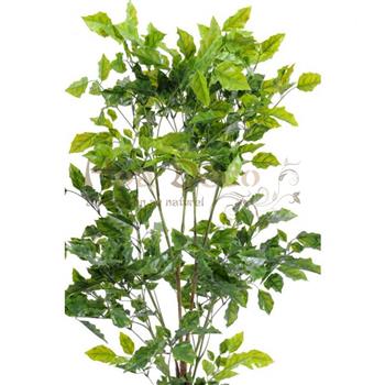 Mur végétal et plante stabilisée à Saint-Malo, Bretagne