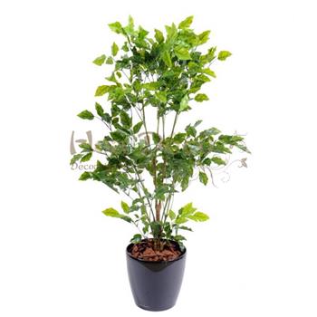 Mur végétal et plante stabilisée à Saint-Malo, Bretagne