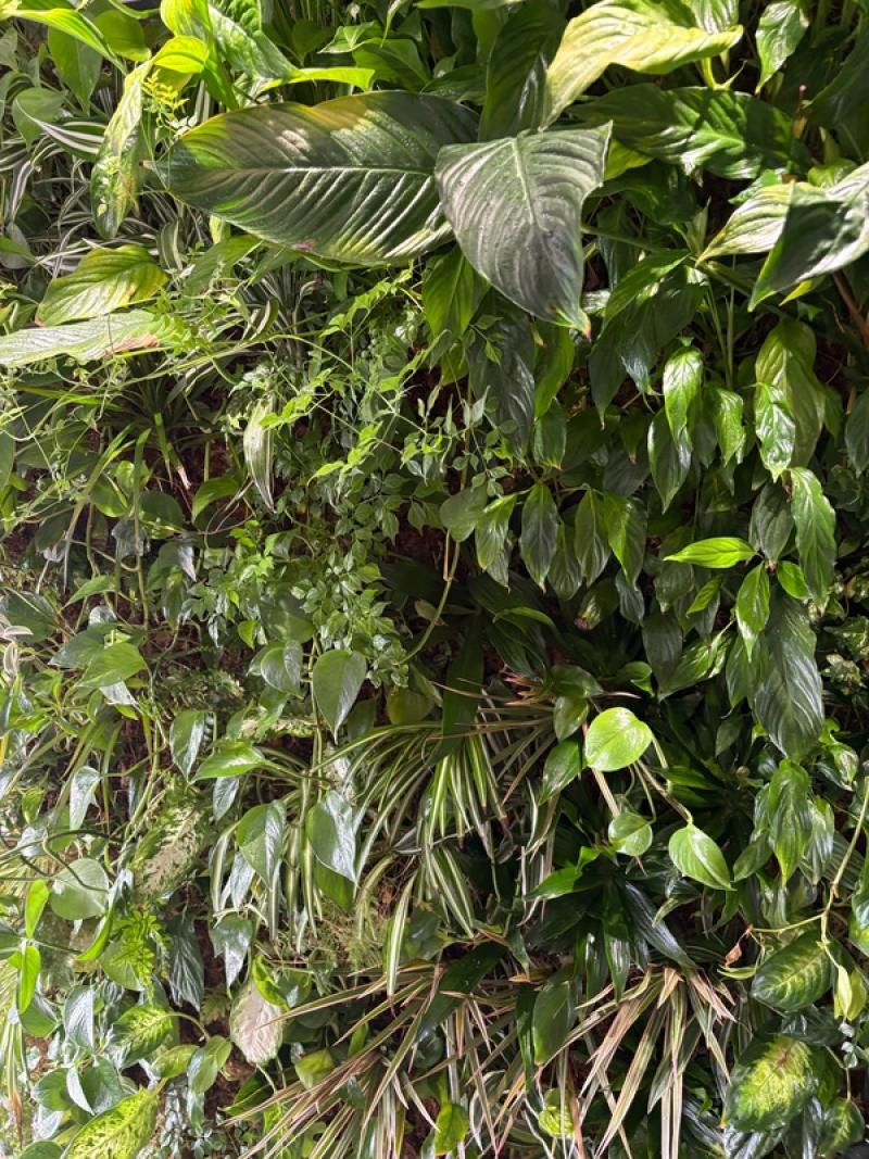 PARTICULIER CESSON SEVIGNE MUR VEGETAL NATUREL
