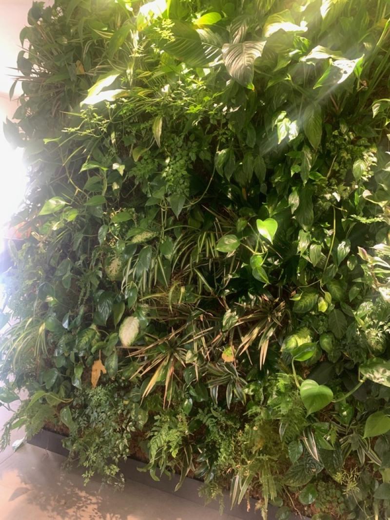 PARTICULIER CESSON SEVIGNE MUR VEGETAL NATUREL