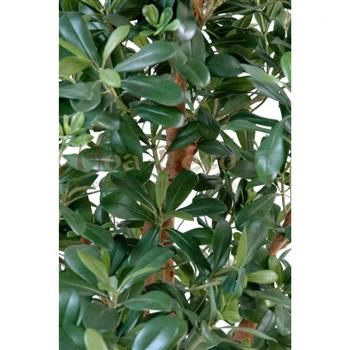 Mur végétal et plante stabilisée à Saint-Malo, Bretagne