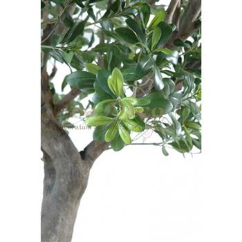 Mur végétal et plante stabilisée à Saint-Malo, Bretagne