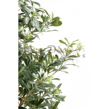 Mur végétal et plante stabilisée à Saint-Malo, Bretagne