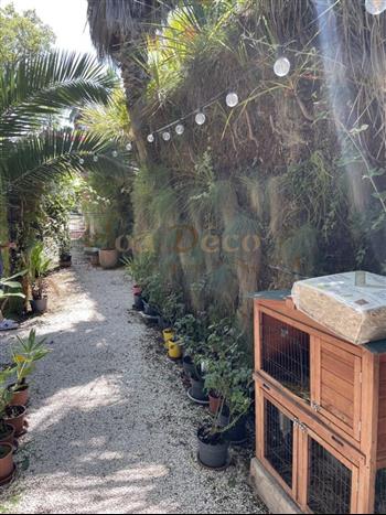 plafond vegetal naturel mur vegetal jardinerie plantes exotiques sud france