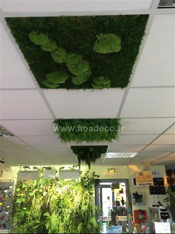 Plafond végétal stabilisé mur suspendus jardins Hoa déco Green design lichen mousse boule plate tryptique