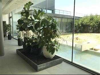 plante naturel pot design HOA DECO L'oreal caoutchouc , orchidee phalaenopsis schefflera plantes naturel
