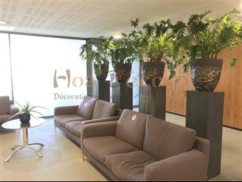 plante naturel pot design HOA DECO L'oreal Paris orchidee, succulente plante, oreille d'elephant colonne salon