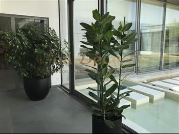 plante naturel pot design HOA DECO L'oreal Paris orchidee, succulente plante, oreille d'elephant colonne