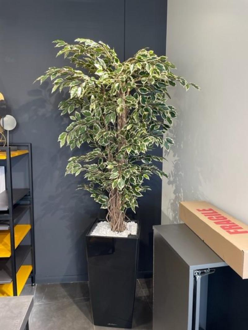 plante naturelle HOA DECO murs vegetaux