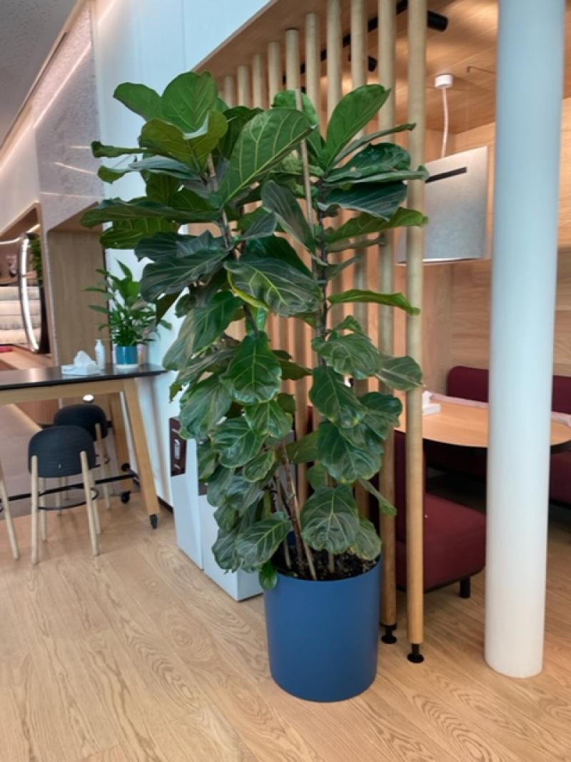 plante pot design l'oreal paris agencement interieur hoa deco caoutchouc.