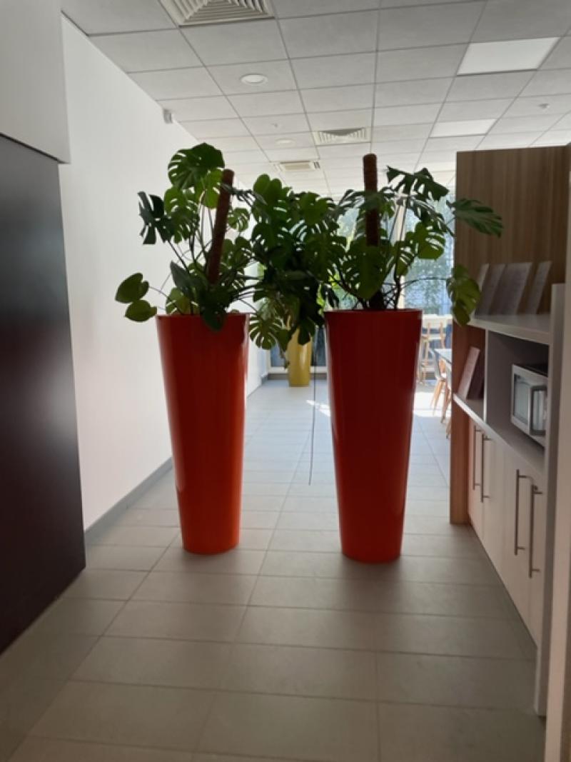 plante pot design l'oreal paris agencement interieur hoa deco philodendron