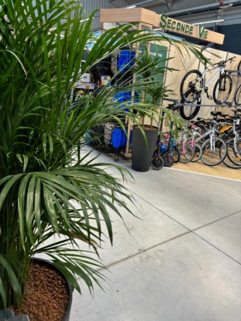 plantes naturelles Decathlon st jouan by HOA DECO areca chamdoear