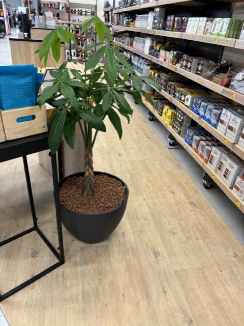 plantes naturelles Decathlon st jouan by HOA DECO areca chamdoera dracaena.calathea