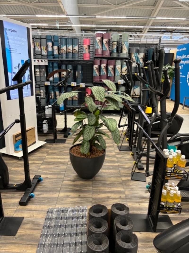 plantes naturelles Decathlon st jouan by HOA DECO areca chamdoera dracaena.calathea