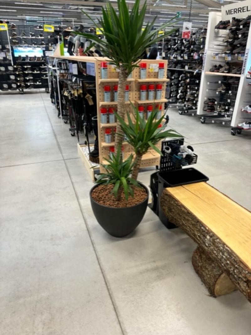 plantes naturelles Decathlon st jouan by HOA DECO areca chamdoera dracaena.calathea