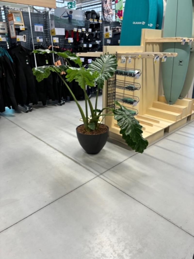 plantes naturelles Decathlon st jouan by HOA DECO areca chamdoera dracaena alocasia