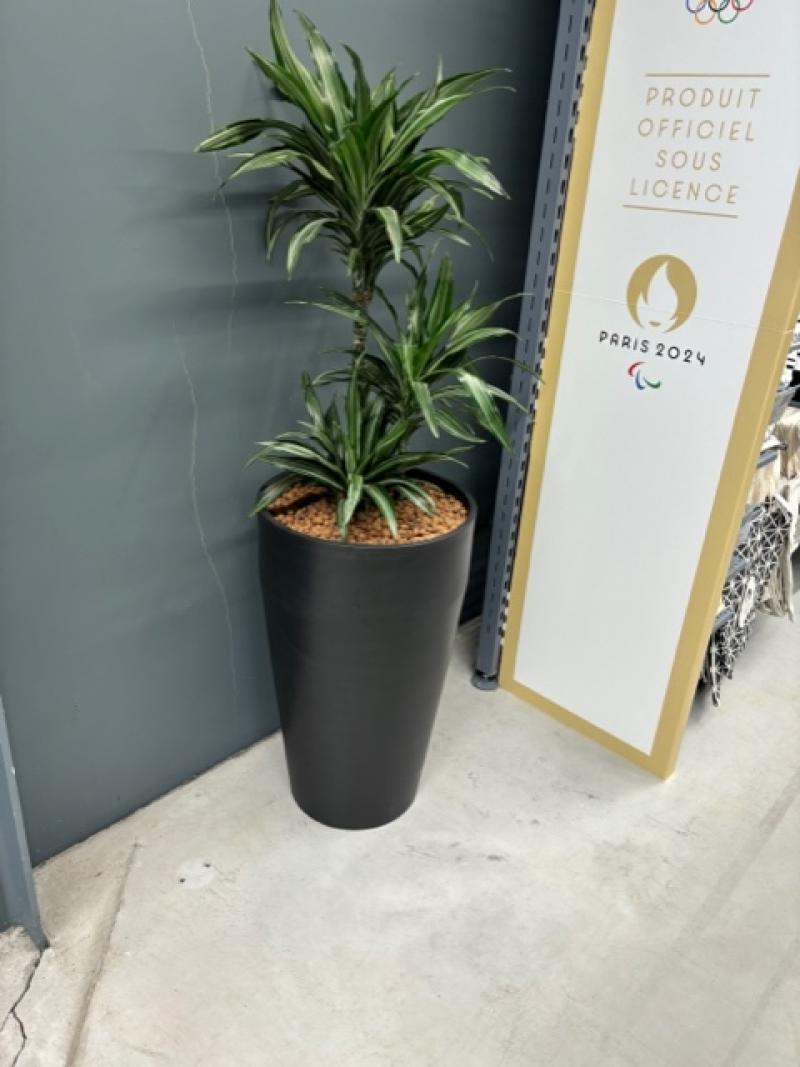 plantes naturelles Decathlon st jouan by HOA DECO areca chamdoera dracaena alocasia