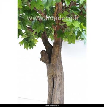 platane