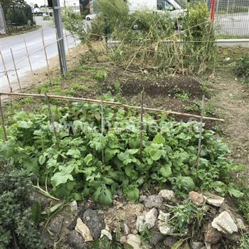 Potager showroom 2019 Hoa déco ruches abeilles poules menthes légumes permaculture BIO nature jardin tomates basilic fruitiers