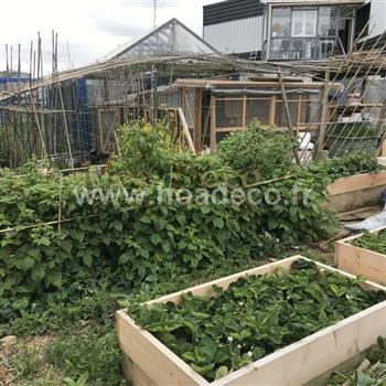 Potager showroom 2019 Hoa déco ruches abeilles poules menthes légumes permaculture BIO nature jardin