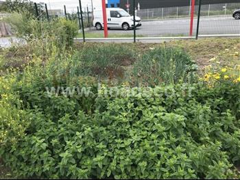 Potager showroom 2019 Hoa déco ruches abeilles poules menthes légumes permaculture