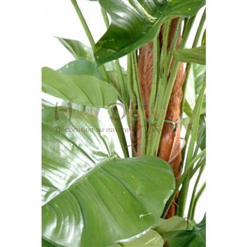 Mur végétal et plante stabilisée à Saint-Malo, Bretagne