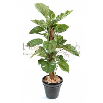 Mur végétal et plante stabilisée à Saint-Malo, Bretagne