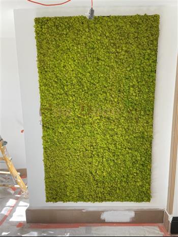PPROJET SERENIS CONSULTING LABEL ETUDE HOA DECO MUR VEGETAL DESIGN LICHEN STABILISE RENNES GREEN ATTITUDE ZEN SPIRIT MURS VEGETAUX