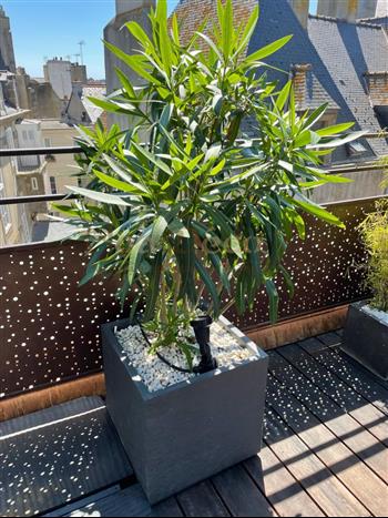 Rooftop jardinières vegetales particulier 35 jardin exterieur sur mesure amenagement HOA DECO laurier rose.