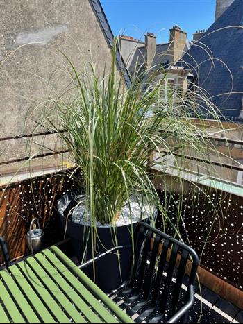 Rooftop jardinières vegetales particulier 35 jardin exterieur sur mesure amenagement HOA DECO PAMPA gynerium