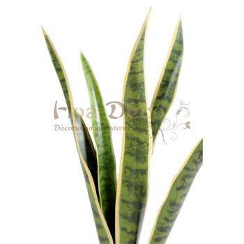 sansevieria-piquet-62-DECO INTERIEUR HOA