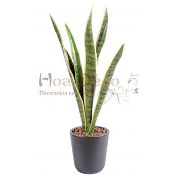 sansevieria-piquet-62-HOA DECO MUR VEGETAL CREATION DESIGN