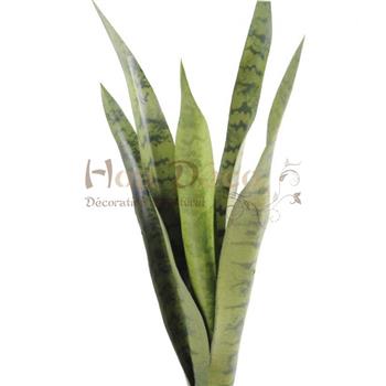 sansevieria-piquet-62-HOA DECO - MUR VEGETAL