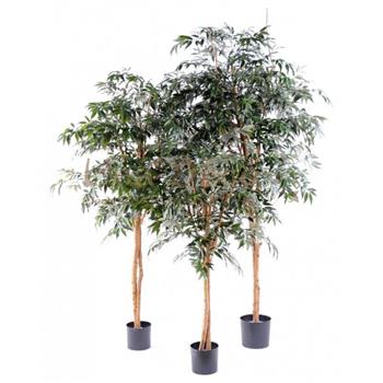 Mur végétal et plante stabilisée à Saint-Malo, Bretagne