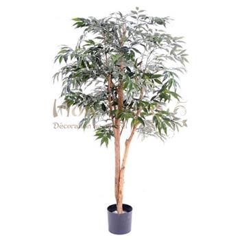 Mur végétal et plante stabilisée à Saint-Malo, Bretagne