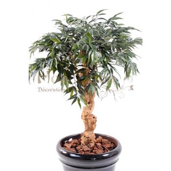 Mur végétal et plante stabilisée à Saint-Malo, Bretagne