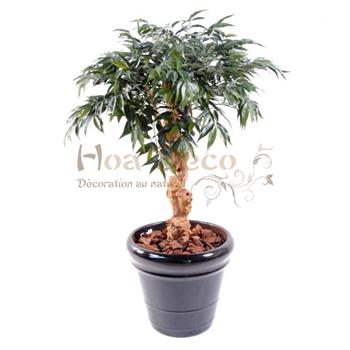 Mur végétal et plante stabilisée à Saint-Malo, Bretagne