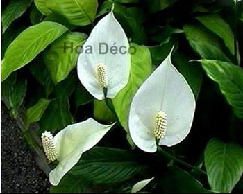 Mur végétal et plante stabilisée à Saint-Malo, Bretagne