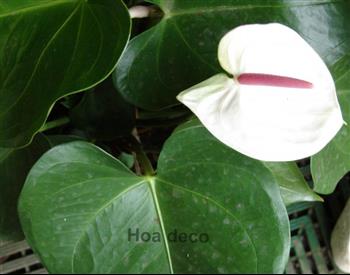 Mur végétal et plante stabilisée à Saint-Malo, Bretagne