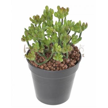 succulent 13 HOA DECO