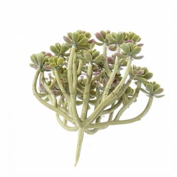 succulent-34-HOA DECO-cadre vegetal creation fleuriste art mur vegetal