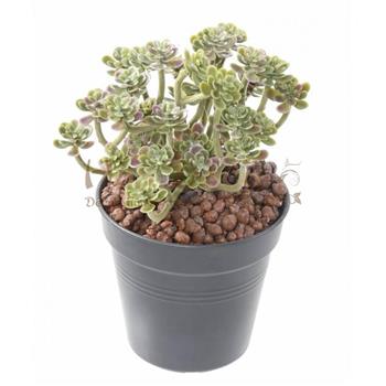 succulent-34 HOA DECO-cadre vegetal creation fleuriste murs vegetaux