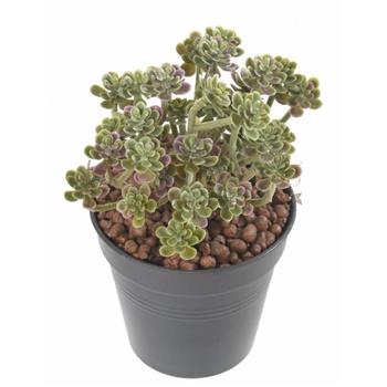 succulent-34-HOA DECO-cadre vegetal creation fleuriste