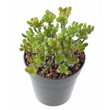succulent - HOA DECO MURS VEGETAUX CADRES TABLEAUX ARTIFICIELS