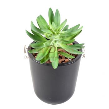 succulente-diam-16- HOA DECO MURS VEGETAUX